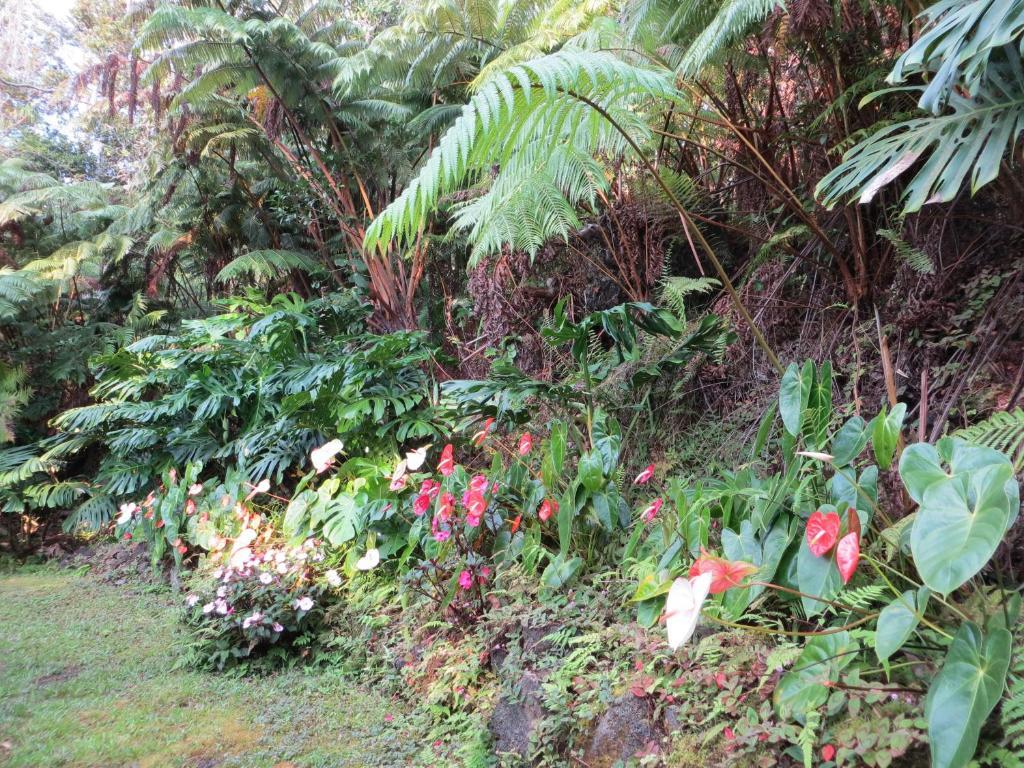 Carson'S Kaloko Mountain Cabin Kailua-Kona Ngoại thất bức ảnh